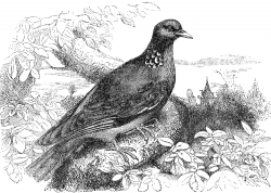 dove engraved bird illustration