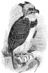 eagle bird illustration