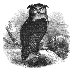 eagle owl bird illustration