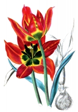 early flowering tulip flower illustration