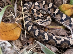 Eastern hognose snake on park property in Buxton cape hatteras c