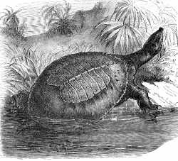 egptian river tortoisegptian river tortoise illustration e 455