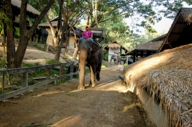 elephant camp thailand 2009