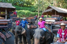 elephant camp thailand 3019