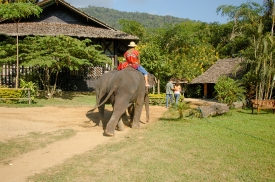 elephant camp thailand 3037a