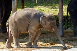 elephant camp thailand 5001A