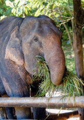 elephant camp thailand 5022A-Edit