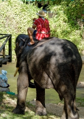 elephant camp thailand 5030A