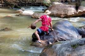 elephant camp thailand 5035A