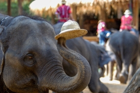 elephant camp thailand 6041A
