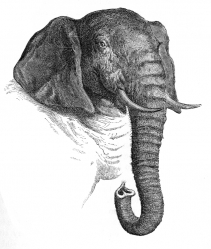 elephant head illustration