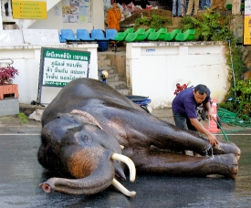 elephant is washing in the street of thailand