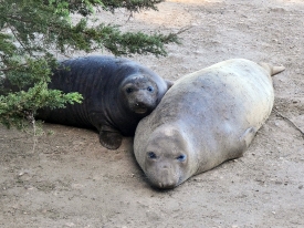elephant seal plump pup with a female