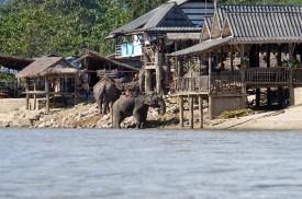 elephants along river in thailand 231