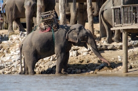 elephants along river in thailand 233