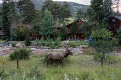 Elk Rocky Mountain National Park