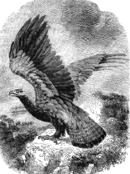 empirial eagle bird-illustration