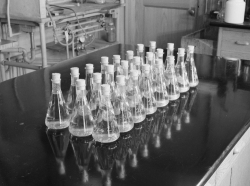 Erlenmeyer flasks full of liquid and wood samples