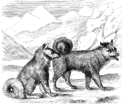 eskimo dog illustration