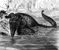 estuarine crocodile bw animal illustration