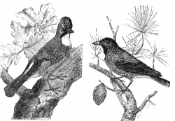 european jay engraved bird illustration