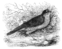 european sparrow hawk bird illustration