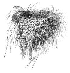 european swallow bird illustration