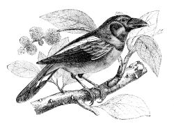 eurylame bird illustration