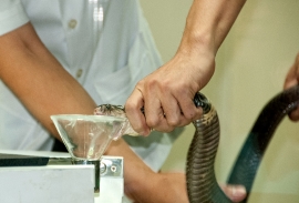 extraction of venom from venomous snakes 4807