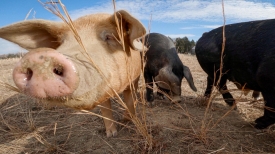 face of Pasture raised hogs on farm