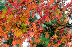 fall folliage in yuyuah garden