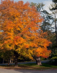 fall trees in connecticut