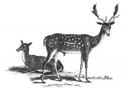 Fallow Deer Illustration