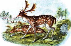 Fallow Deer With Antler Color Illustration