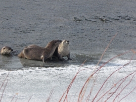 Family of River otters swimming in lake