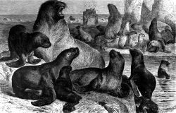 family of sea lions animal historical illustration