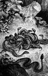 family of viper snakes bw animal illustration
