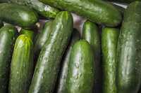 Farm fresh cucumbers