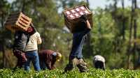 Farm workers carry boxes of freshly picked strawberries in the f