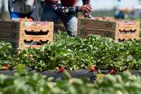 Farm workers pick strawberries