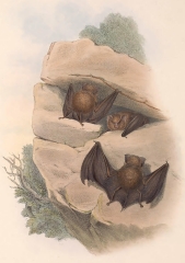 Fawn-coloured Bat color illustration