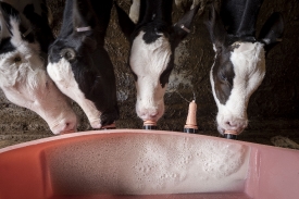 feeding of young calves at diary farm