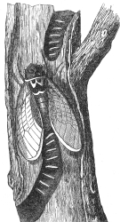 Female Cicada laying eggs Illustration