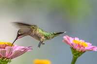 female ruby throated hummingbird
