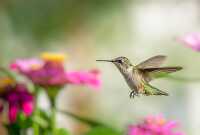 female ruby throated hummingbird in flight