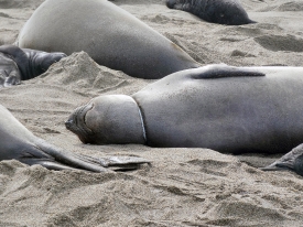 female seal with plastic strap visible around her neck