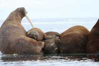 female walruses and their young must haul out of the water to rest between foraging bouts