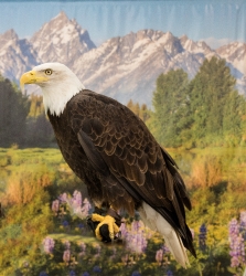 female-bald-eagle