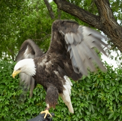 female-bald-eagle-colorado-springs