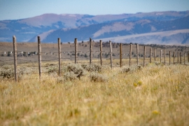 Fenceline on a ranch